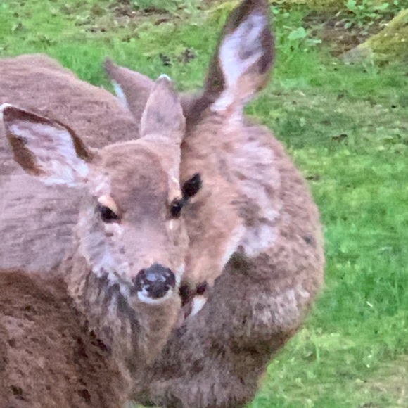 Sharing Oregon 🧡 - Picture 12 of 16